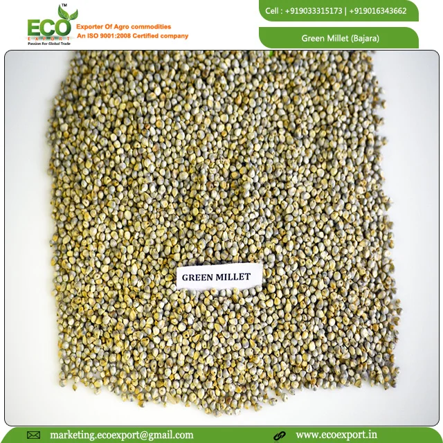 Green millet seeds Indian Origin