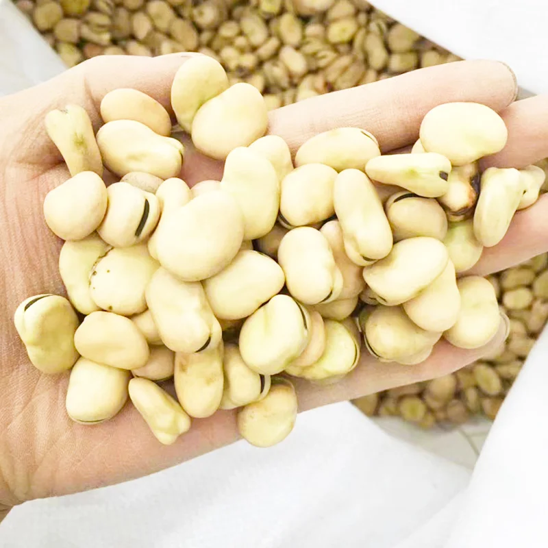 High quality  split broad bean peeled fava bean for sale