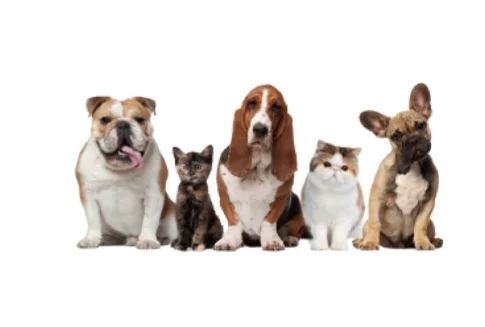 Best mri scanner machine 0.3T Veterinary mri for animal pet dog use