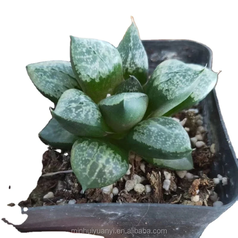 Оптовая продажа суккулентных растений комнатные декоративные растения Haworthia