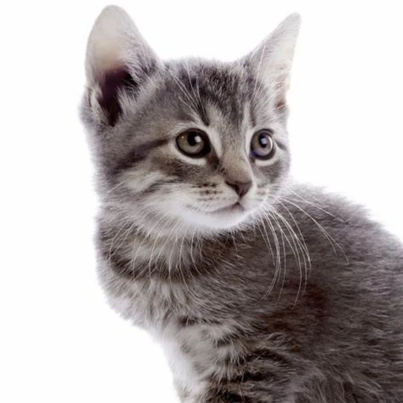 Manufacturer price high quality cat F.I.Powder materials PET nutrition health supplements food