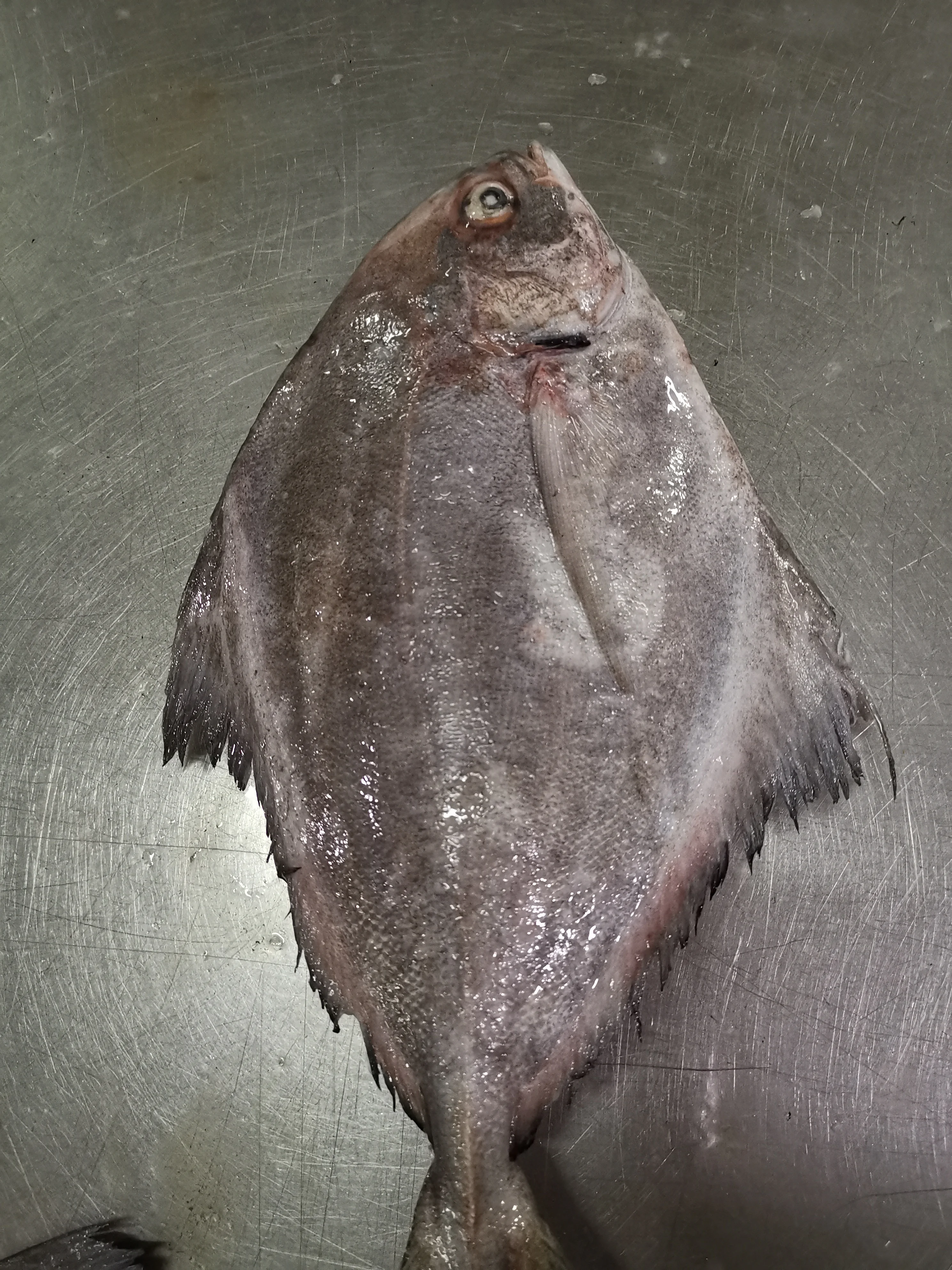 Indonesia Good Quality Frozen Black Pomfret