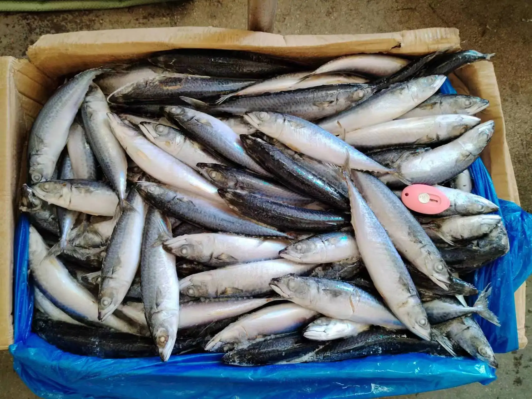 F2401 new stock frozen mackerel whole round manufacturer 100-200G SCOMBER JAPONICUS frozen pacific mackerel fish