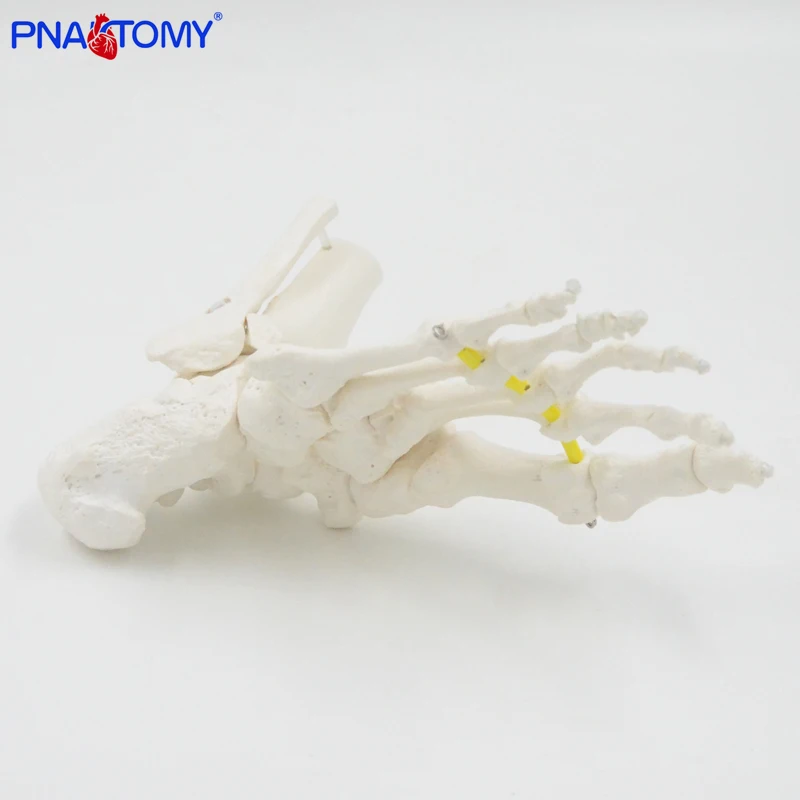 Flexible Foot Bone Model Ankle Joint Bones of Foot Skeleton Anatomy Medical Teaching Tool