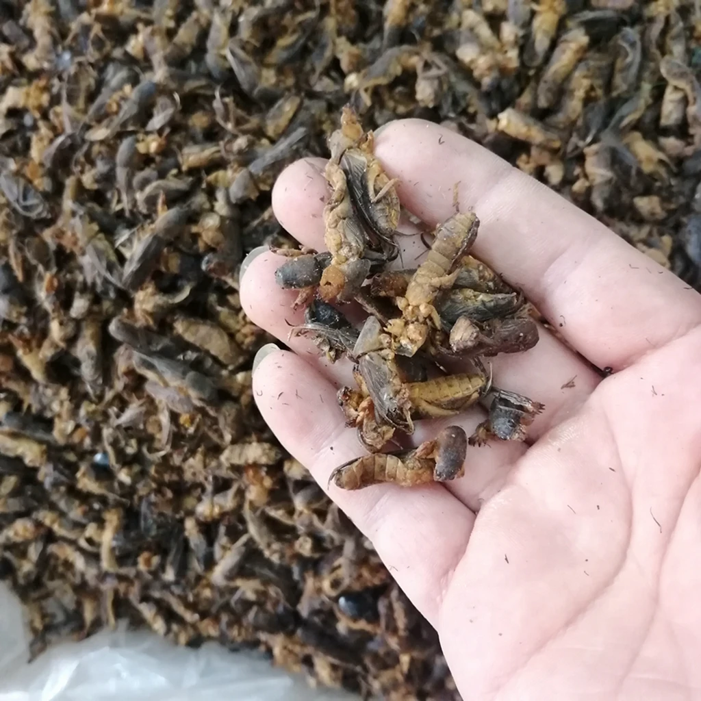 Lou gu натуральные Насекомые Животные Травы Сушеные Gryllotalpidae китайский молекулярный хит для продажи