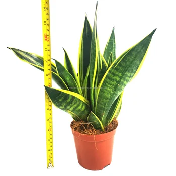 Natural bonsai indoor plant sansevieria