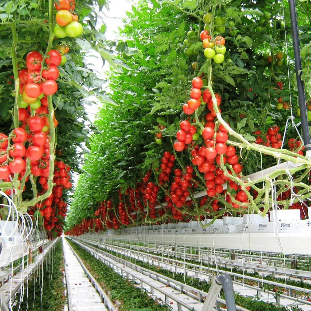 Hot Sale PVC Strawberry Gutter Greenhouse Nft Gully Hydroponic Greenhouse Growing System Tomato Growing Gutter