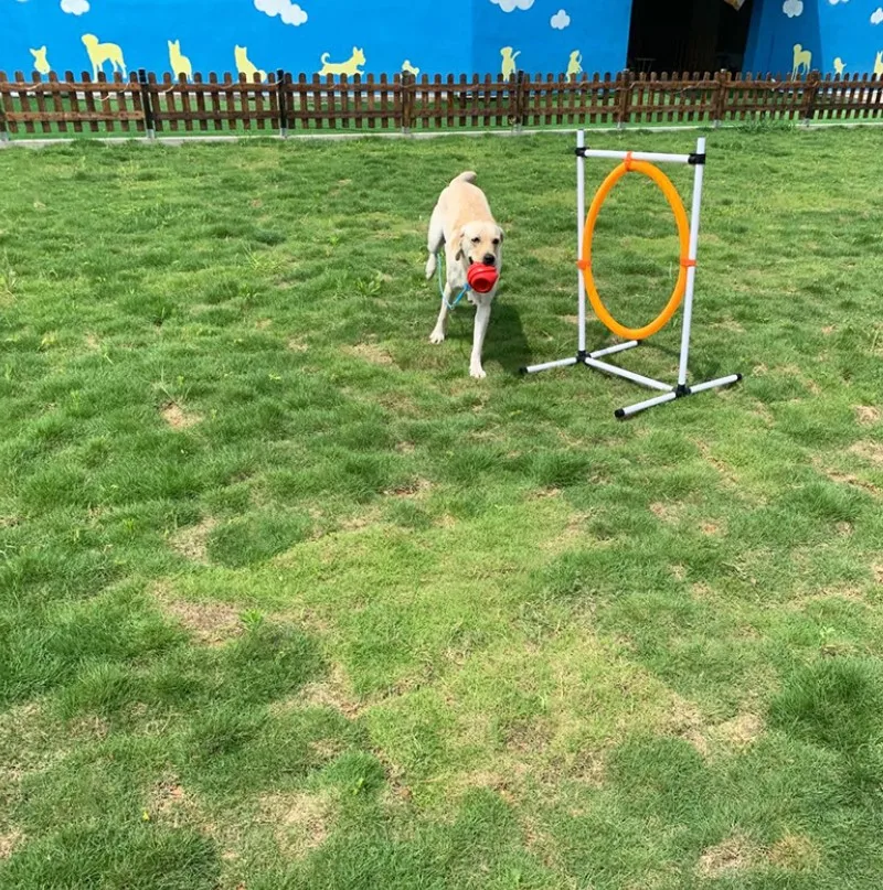 Detachable Pet Dog  Agility Training Equipment Outdoor Dog Play Equipment Jump Hoop Jump Bar