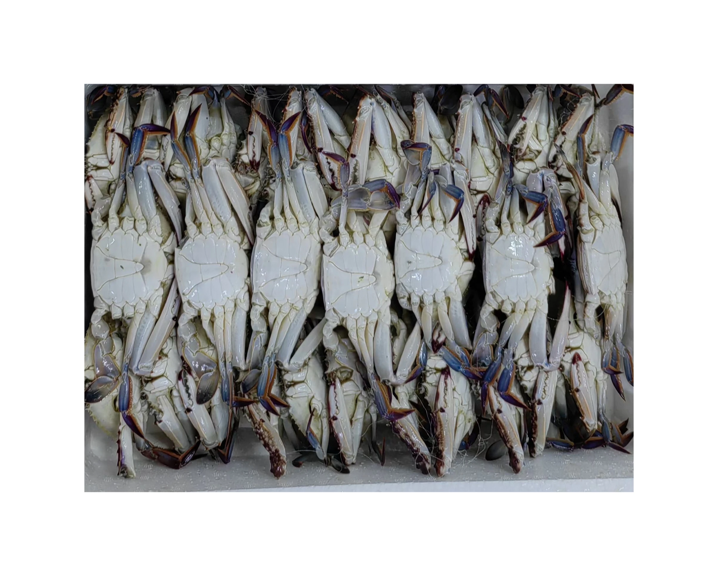 Frozen  Blue Swimming Crab Great Price In Stock