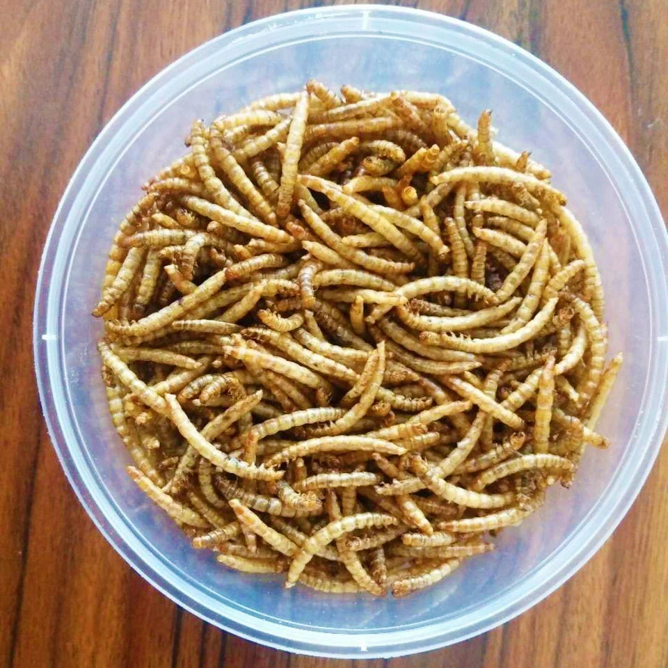 Hamster Food Dried Mealworms/High Protein Dried Meal Worm For Animal Feed