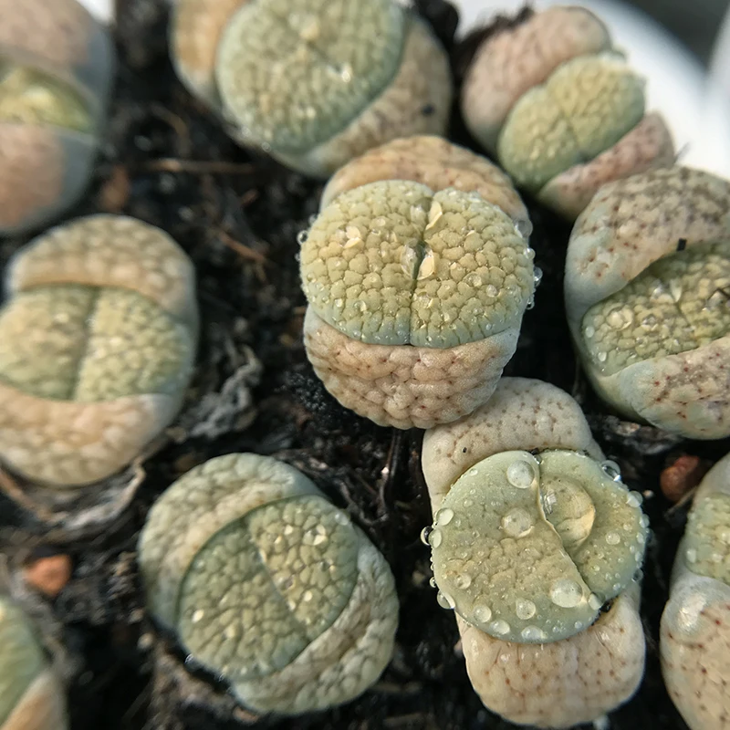 
Texas rose wholesale cactus succulent plants living both sides stones Lithops 