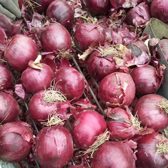 
CHINESE ONION HIGH QUALITY ONION HOT SALE ONION 