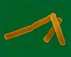 
Agricultural chemicals and pesticides china pseudomonas fluorescens 