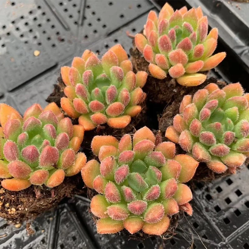 Succulent Echeveria Bella Natural Mini Plants Wholesale