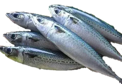Hot selling high quality frozen mackerel factory wholesale price frozen fish frozen seafood high nutrition frozen mackerel