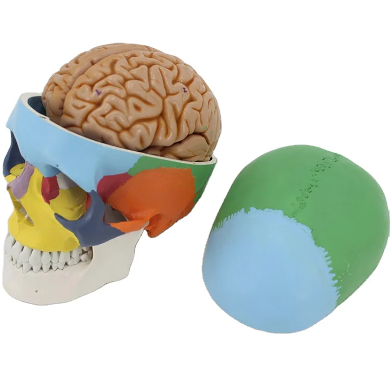 Life Size Colored Skull Medical Model,Plastic Anatomy Skull Model
