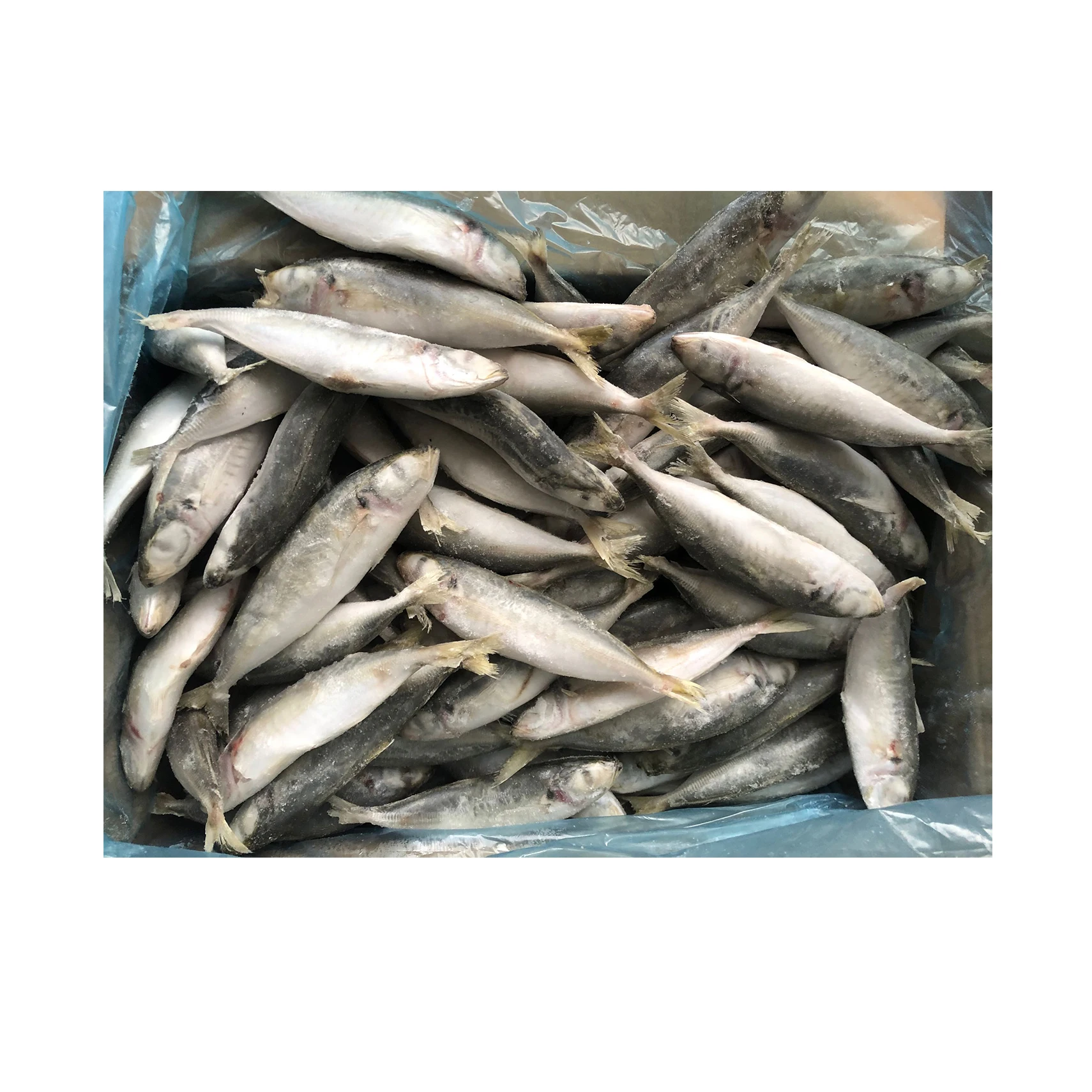 China All size 100-130g 130-150g 150-200g frozen horse mackerel fish price