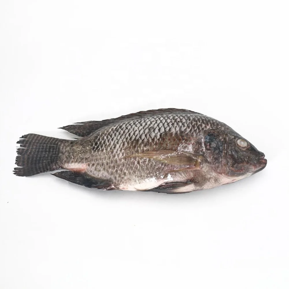 Frozen Tilapia Fish 300-500 500-800 800 Gutted Scaled 2x2.5kg at good price and high quality