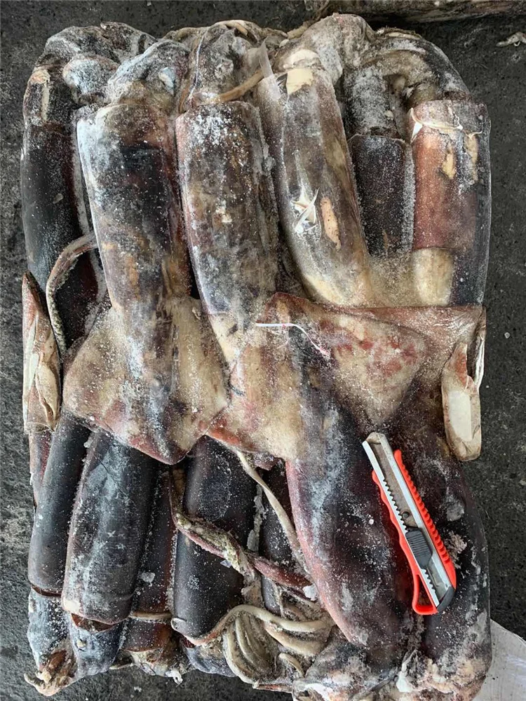 Гигантского кальмара Перу кальмар dosidicus gigas
