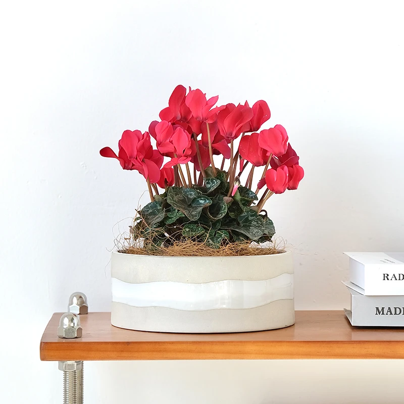 Factory direct selling short home living room decorative succulent plant table top flower pots planters