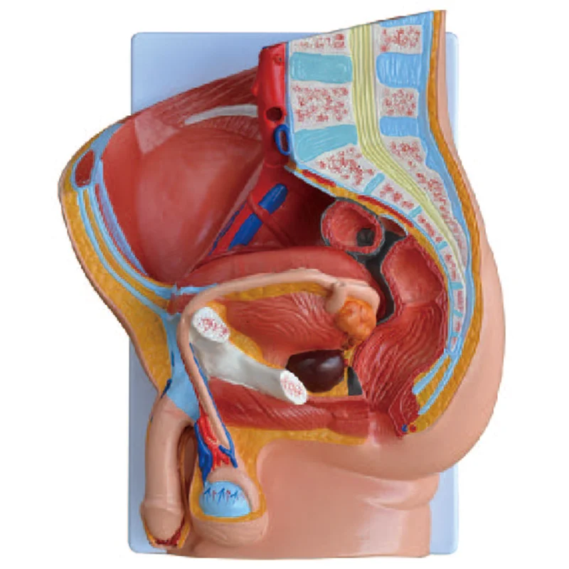 Hot sale medical science teaching anatomy model Human Male Pelvis
