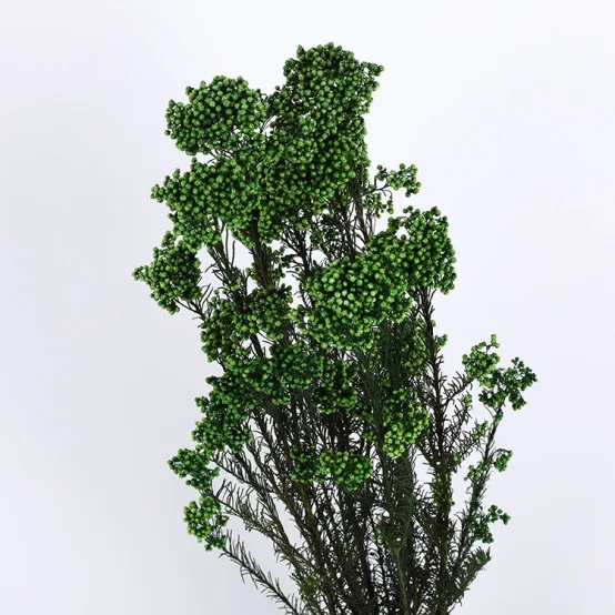 Nice and Cheap Preserved Flower Preserved Millet Yellow for Decoration