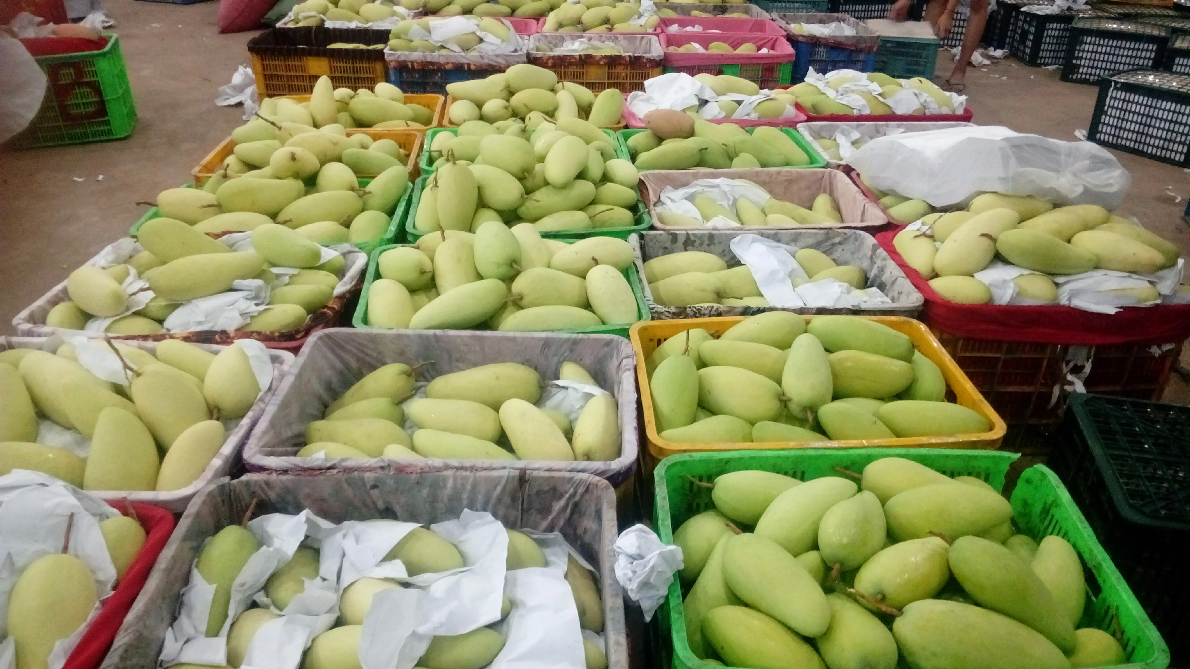 Have GAP Certification Best Price The Top Recommend For High Fresh Green Mango Shipping From Vietnam