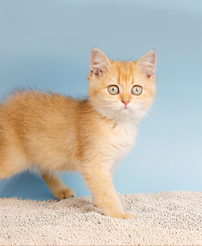 cheap price 5l 10l 25l 4kg 8kg 20kg cat sand Strong Agglomeration And Deodorization Cat Sand Bentonite Cat Litter