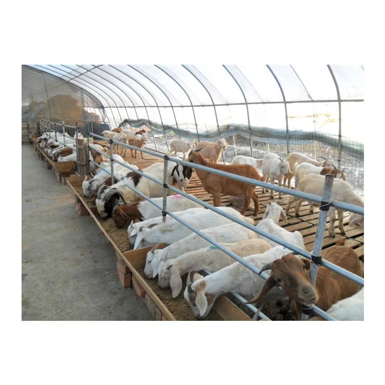 China  cheap prefab steel structure goat farm low cost sheep shelter shed house steel goat shed designs