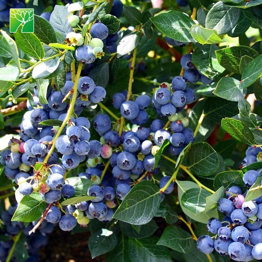 Сладкий вкус, саженцы blueray, Прививка, spp blueray, саженцы деревьев