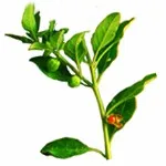 
Highest specification for sales GMP standard Withania somnifera 5% Withanolide by gravimetric method Ashwagandha Extract 