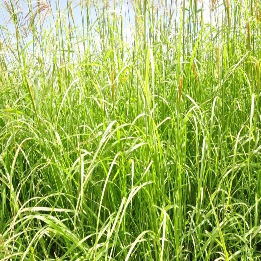 Excellent Quality Rhodes Grass Animal Feed For Export