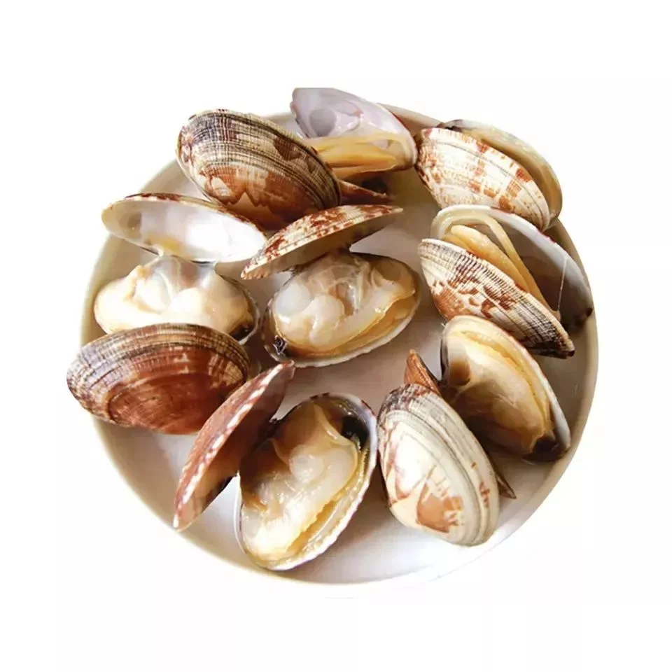 Wholesale MSC certified fresh frozen scallop meat clam meat