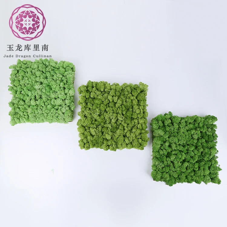 Yunnan Culinan Custom High Quality Lichene Stabilizzato Hotel Moss Decorative Green
