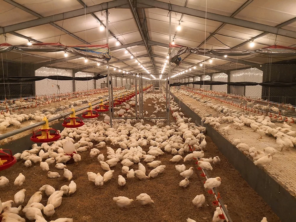High Quality Fully Automatic Broiler Farm Chicken Feeding Line for Poultry Feed System