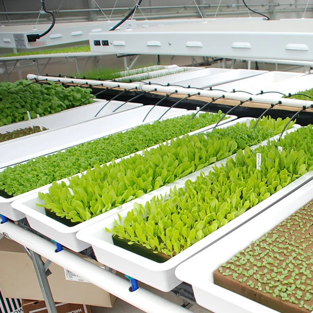 
Hot Sale Greenhouse Movable/ Ebb and Flood Rolling Benches/Seeds 