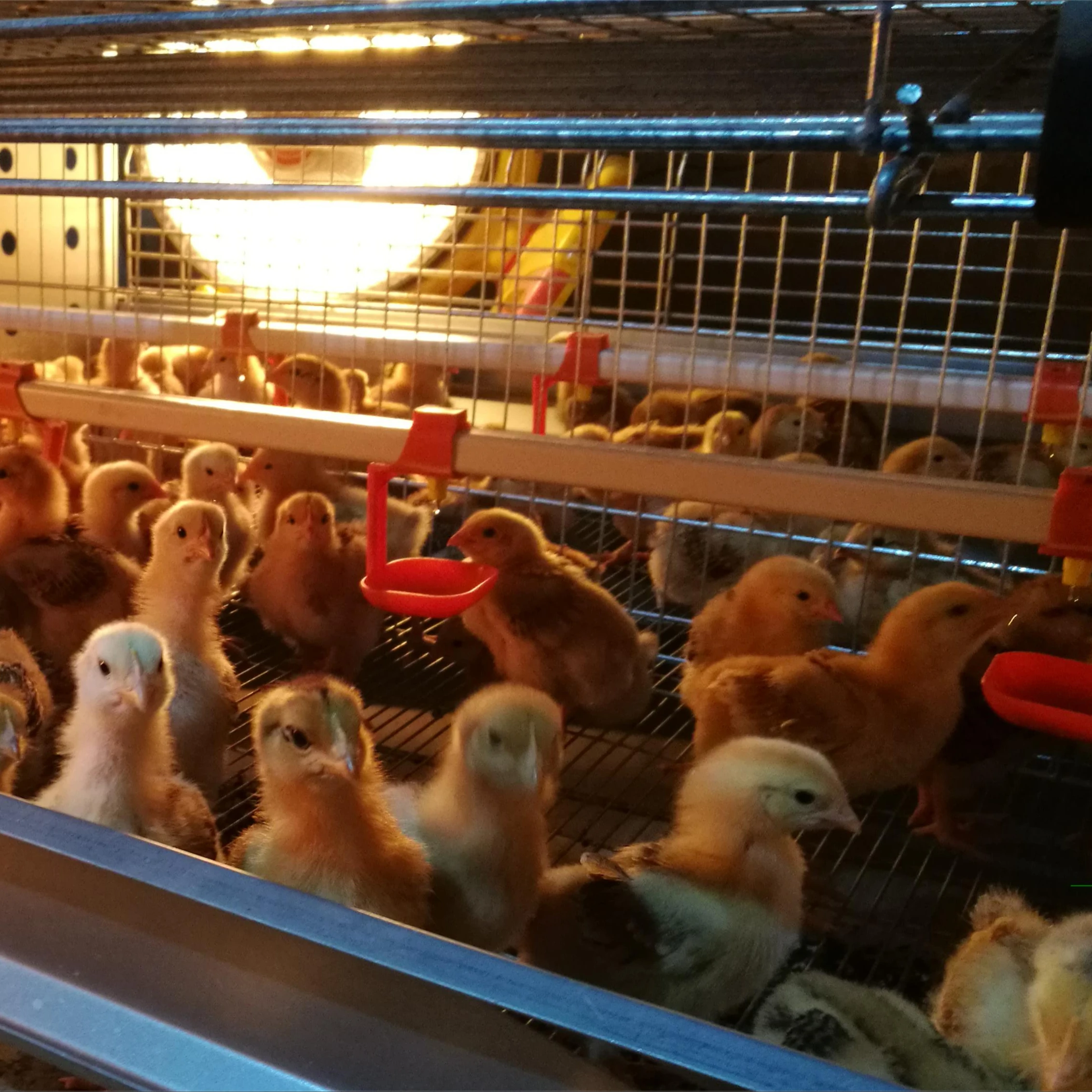 One Stop Service Poultry Chicken hen layer battery Cage henhouse Growing Farming Raising husbandry Plant System Line For farm