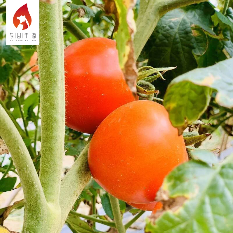 Farmhouse Careful Planting Shipping Fresh Tomatoes China Brand Names Fresh Tomato