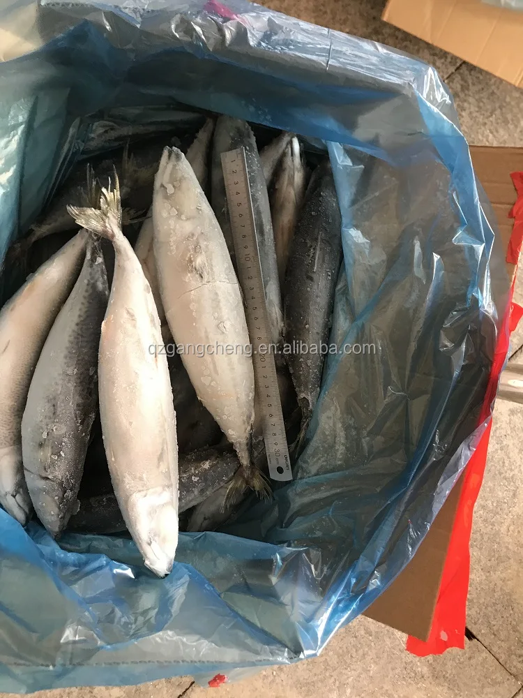 Pacific Mackerel Seafood fish fresh frozen  8/10pcs  Philippines cheap