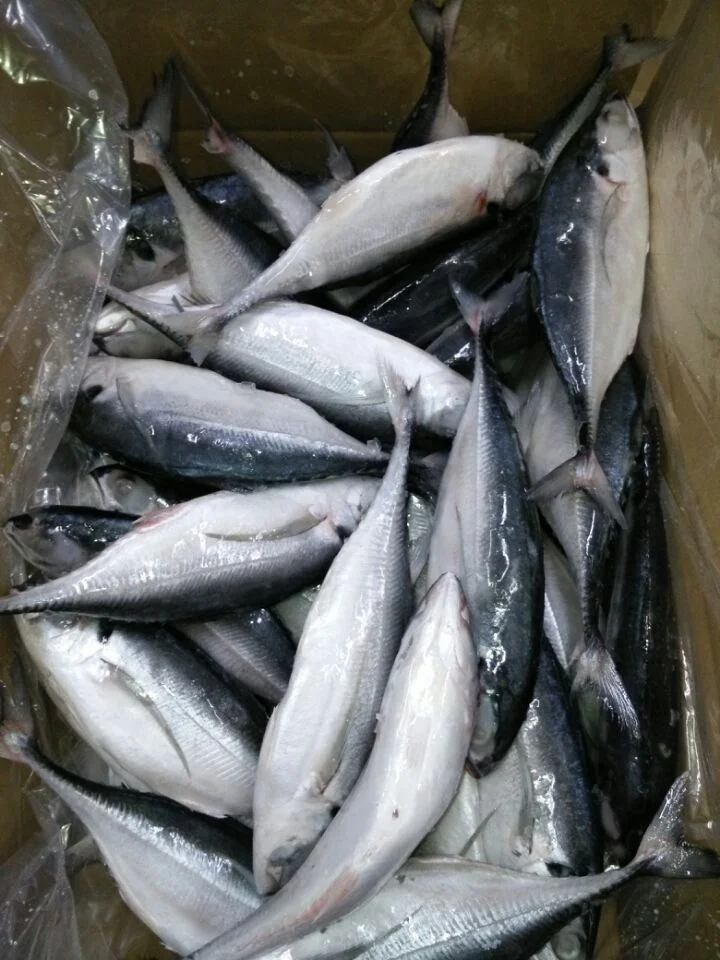 Горячая Распродажа, морепродукты, рыба, замороженный Жесткий Хвост