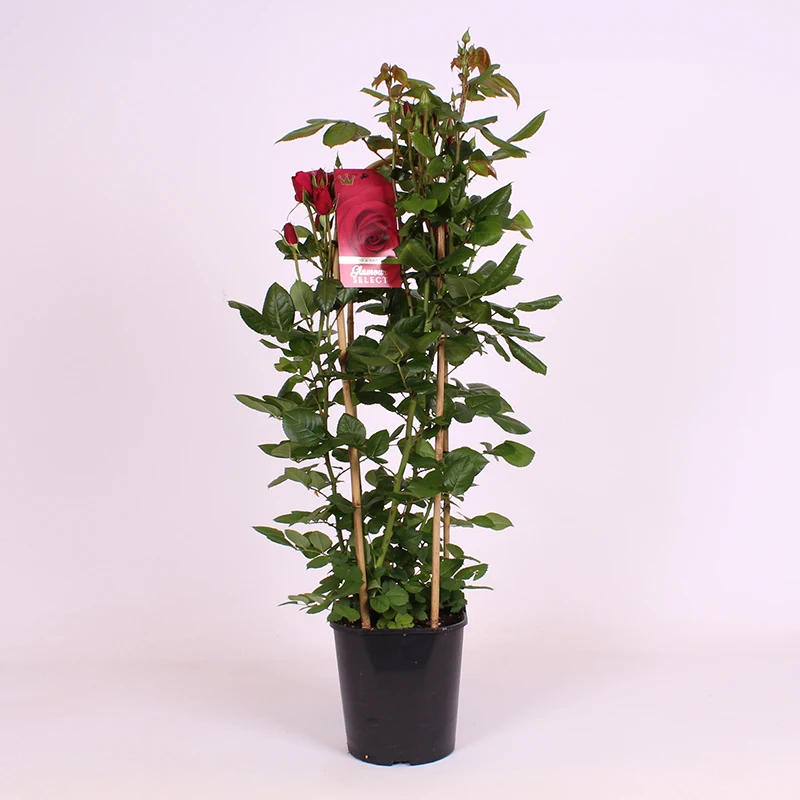 Plastic label for plant flower tag identify marker  flower name hang tag