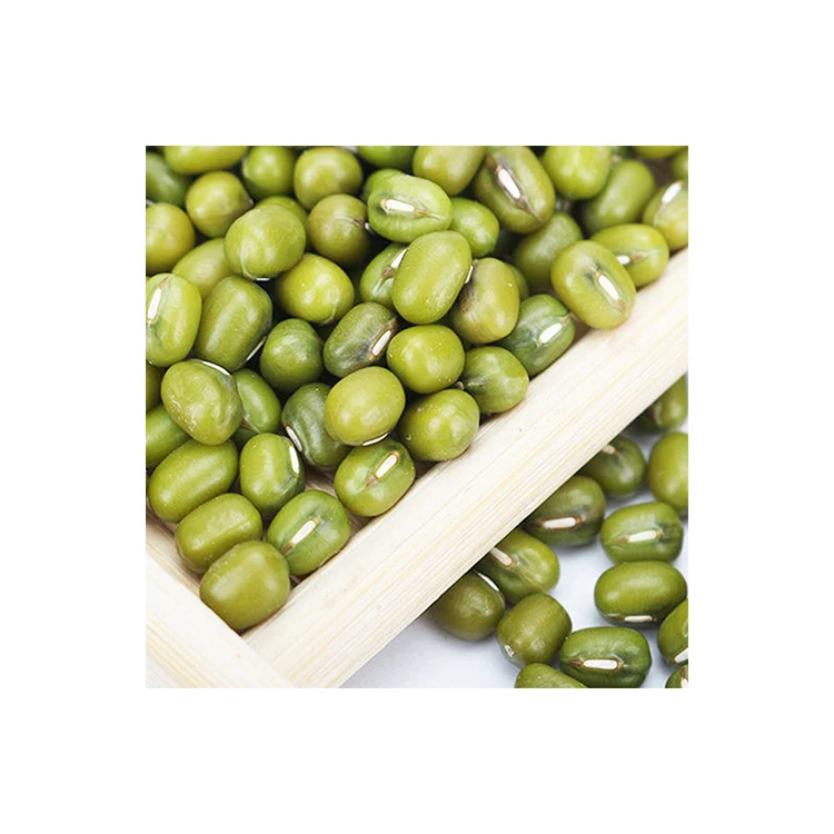 Direct Wholesale Good Quality Rotundity Round Chinese Green Beans