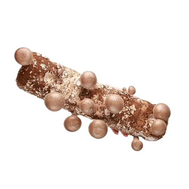  808 # большая подложка грибов shiitake с водяной пленкой