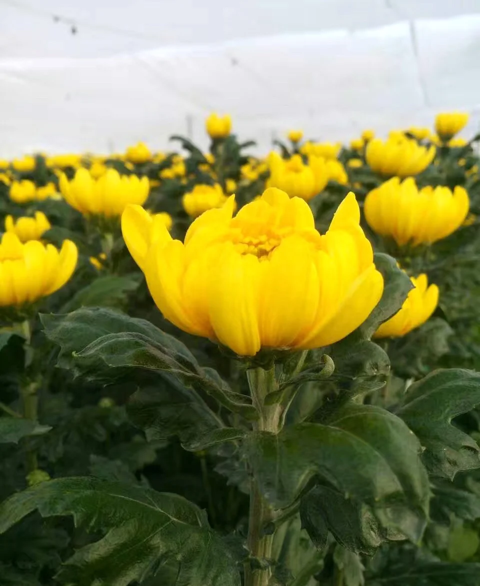 
Fresh cut flowers chrysanthemum 