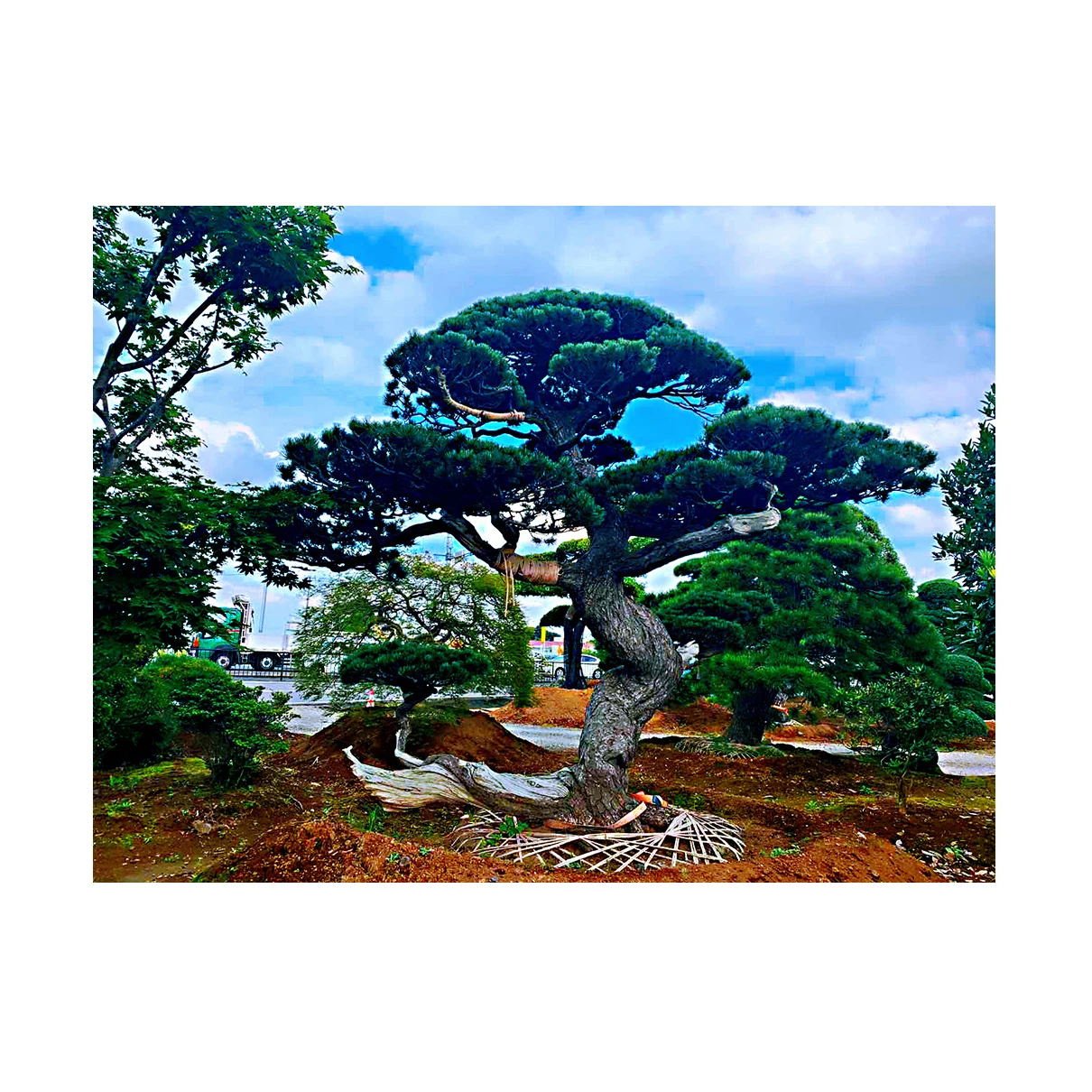 
Japanese Outdoor Plants Green Various Pine Maple Tree Bonsai Set 