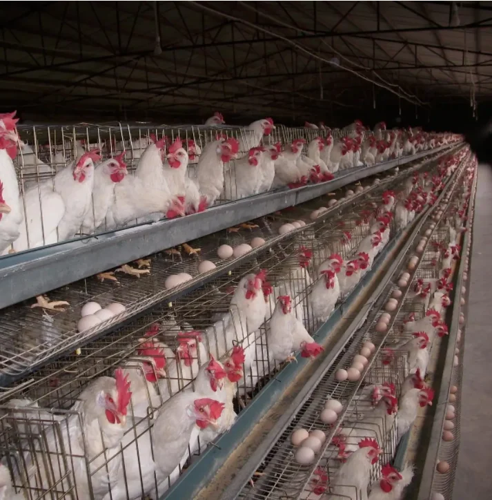 multivitamin plus Lysine DL-methionine plus mineral TE Promote growth,gain weight Promote egg