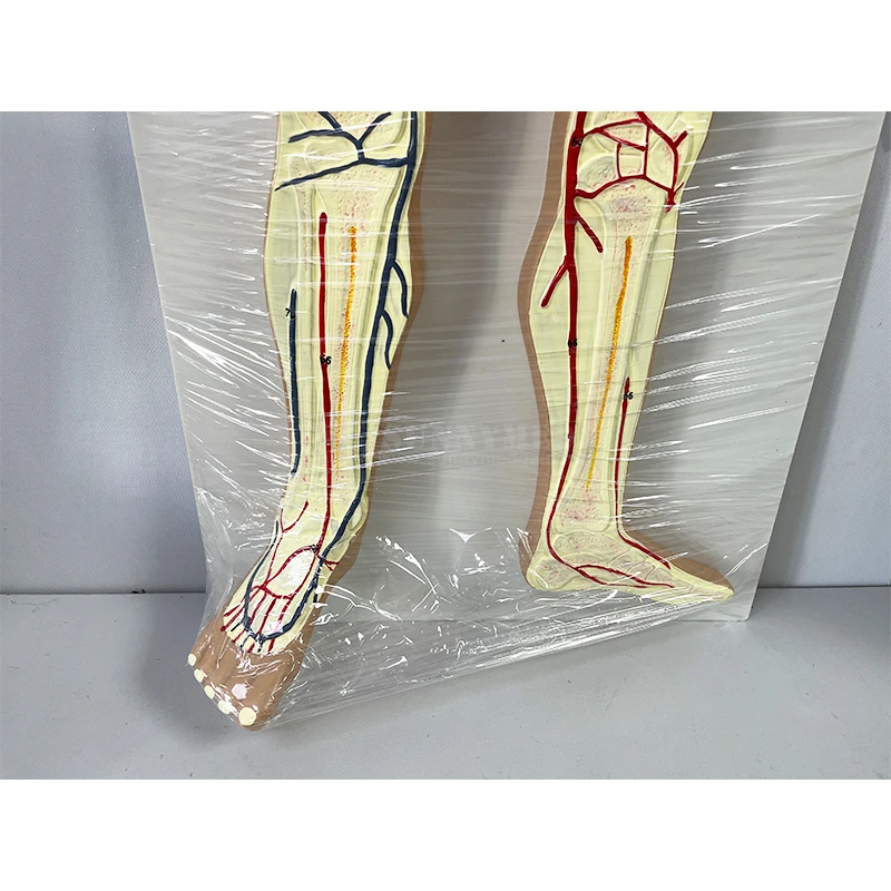 SY-N989 Больничная школа Обучающие пособия модель системы кровообращения человека внутренние органы сердца анатомии сосудов