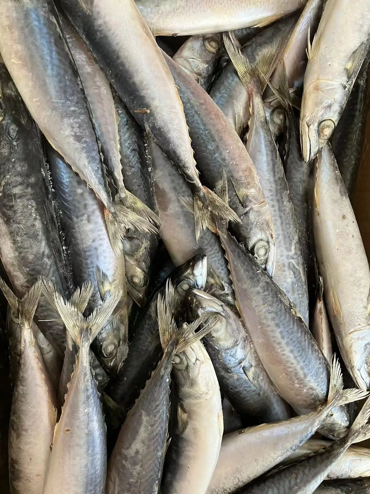 Новая замороженная Тихоокеанская скумбрия Атлантическая морская земля рыба китайские морепродукты