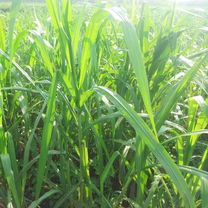 
High Fiber Forage Herb Seeds Hybrid Pearl Millet Seeds For Animal Feed 