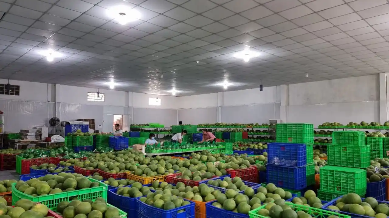 Лидер продаж 2024 свежий зеленый помело грейпфрут полезный питательный сладкий сделанный во Вьетнаме 0084989322607